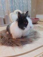 Dwerg konijnen vrouwtjes 7weken oud 15€, Nain