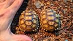 Centrochelys sulcata (Afrikaanse reuzenschildpad), Ophalen