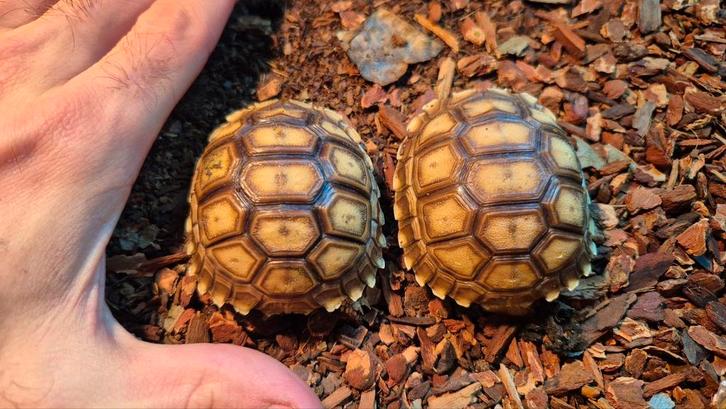 Centrochelys sulcata (Afrikaanse reuzenschildpad), Dieren en Toebehoren, Reptielen en Amfibieën | Toebehoren, Ophalen