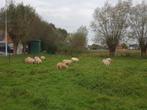 Schapen en lammeren te koop., Dieren en Toebehoren, Meerdere dieren