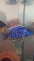 Malawi blauwe cichliden 10_12cm, Dieren en Toebehoren