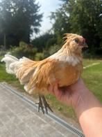 2 watermaalse baardkriel haantjes, Dieren en Toebehoren, Pluimvee, Mannelijk, Kip