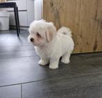 Luxe mini malthezer pups beschikbaar, CDV (hondenziekte), Meerdere, Maltezer, 8 tot 15 weken