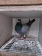 Duiven te koop voor de kweek, Dieren en Toebehoren, Vogels | Duiven