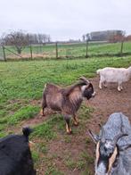 Dweggeit bok, Dieren en Toebehoren, Schapen, Geiten en Varkens, Mannelijk, Geit, 0 tot 2 jaar