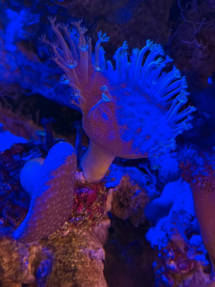 Neon Groene Sarcophyton (Toadstool Leather Coral), Dieren en Toebehoren, Vissen | Aquaria en Toebehoren, Ophalen of Verzenden