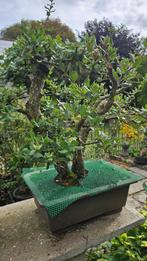 Bonsai Kurkeik, Tuin en Terras, Planten | Bomen, Ophalen