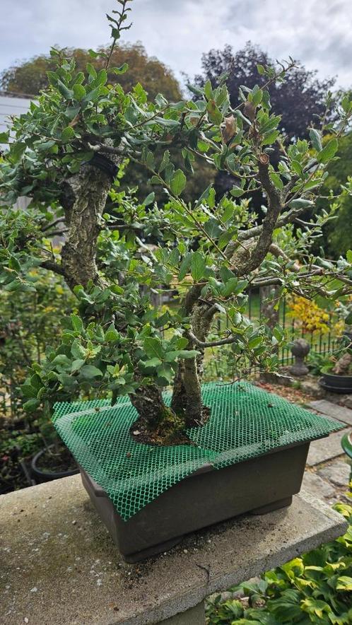 Bonsai Kurkeik, Tuin en Terras, Planten | Bomen, Ophalen
