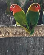 Koppel fischerie, Dieren en Toebehoren, Vogels | Parkieten en Papegaaien
