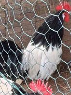 Mooie lakenvelder haan te koop wegens overcompleet., Dieren en Toebehoren
