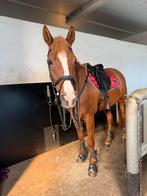 recreatiepaard/wandelpaard, Dieren en Toebehoren, Paarden, Merrie, Minder dan 160 cm, 11 jaar of ouder, Recreatiepaard