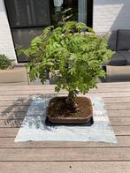Bonsai Sorbus Aucuparia / lijsterbes, Tuin en Terras, Planten | Struiken en Hagen, Ophalen