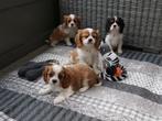 Mooie, sociale cavalier king charles pups van geteste ouders, CDV (hondenziekte), Meerdere, 8 tot 15 weken, Meerdere dieren