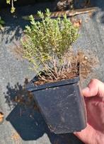 Thijm keukenkruid, Tuin en Terras, Planten | Tuinplanten, Ophalen, Volle zon, Vaste plant, Kruiden