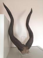 Splendides bois de grand koudou d'Afrique. Envoi possible !, Antiquités & Art, Curiosités & Brocante, Enlèvement ou Envoi