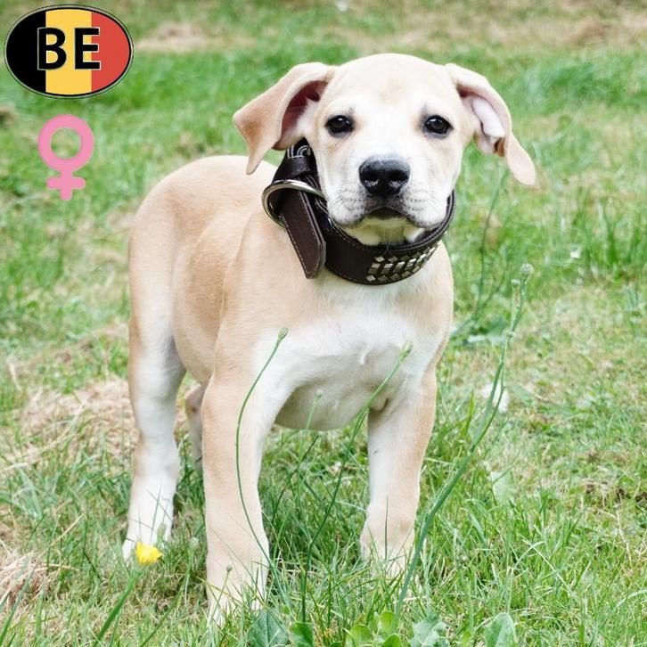 Boerboel (teefje) Belgische pup te koop, Dieren en Toebehoren, Honden | Bulldogs, Pinschers en Molossers, Teef, Overige rassen