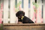 Ruwharige Dwergteckel pups, DNA getest, Dieren en Toebehoren, Honden | Teckels en Dashonden, België, CDV (hondenziekte), 8 tot 15 weken