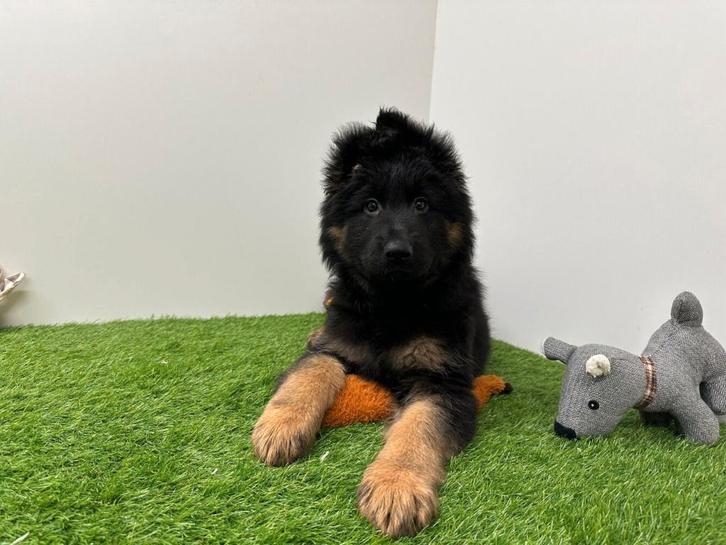Langharige Duitse Herder pup, Dieren en Toebehoren, Honden | Herdershonden en Veedrijvers, Teef, Herder, Fokker | Professioneel