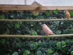 Goudvinkenpop bruinpastel van '24., Dieren en Toebehoren, Vogels | Overige Vogels