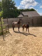 Mooi valk merrieveulen, Dieren en Toebehoren, Paarden, Merrie, Minder dan 160 cm, Gechipt, Niet van toepassing