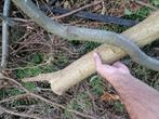 9 omgezaagde bomen + extra hout gratis af te halen, Tuin en Terras, Brandhout, Ophalen, Stammen