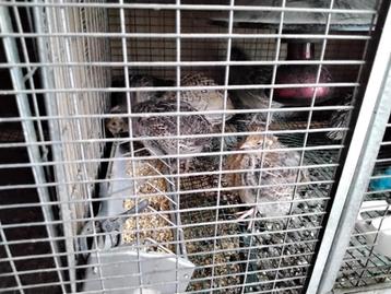 Chinese Dwergkwartels en Japanse Jumbo Kwartels  beschikbaar voor biedingen