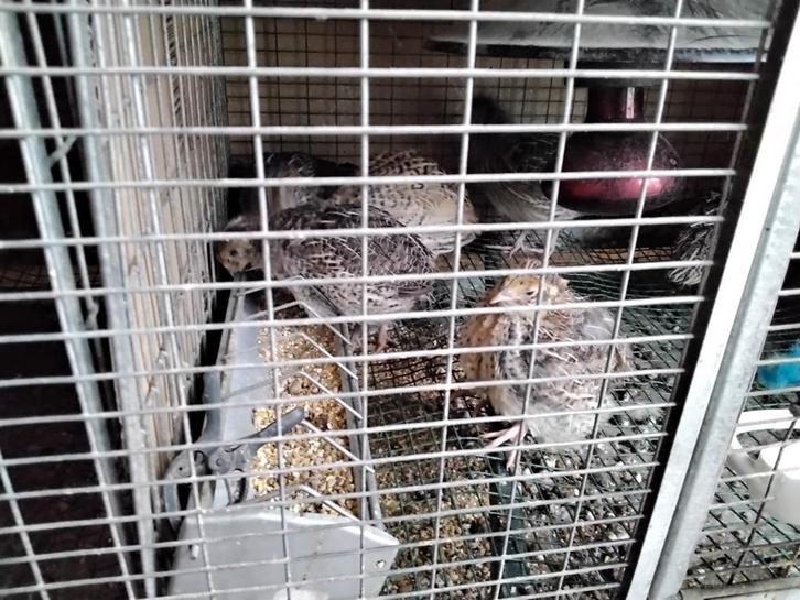 Chinese Dwergkwartels en Japanse Jumbo Kwartels, Dieren en Toebehoren, Pluimvee