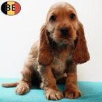 Charmante rode Cocker-reutjes pups te koop, Dieren en Toebehoren, België, CDV (hondenziekte), 8 tot 15 weken, Meerdere