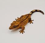 Wimpergekko vrouw, Dieren en Toebehoren, Reptielen en Amfibieën, Hagedis, 0 tot 2 jaar