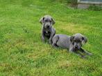 duitse dog pups blauw, Autres races, Plusieurs, Parvovirose, Belgique