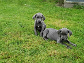 duitse dog pups blauw 