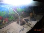 grand aquarium 250 L X 70 H X 50CM L, Dieren en Toebehoren, Ophalen, Gebruikt, Leeg aquarium