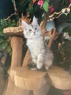 Maine coon, Animaux & Accessoires, Chatte ou Chat, Avec pedigree, 0 à 2 ans
