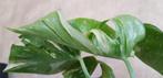 Monstera Medusa variegata, Ophalen of Verzenden