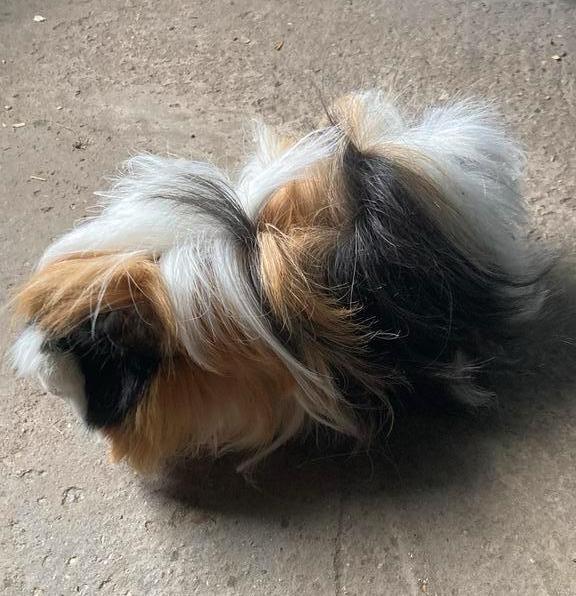 Langharige volwassen cavia vrouw., Dieren en Toebehoren, Knaagdieren, Cavia, September