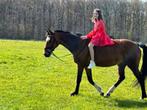 Recreatiepaard /kweekmerrie, Dieren en Toebehoren, Paarden, Merrie, Gechipt, 160 tot 165 cm, 11 jaar of ouder
