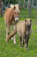 Haflinger + shetlander, Dieren en Toebehoren, 0 tot 2 jaar, Hengst, Onbeleerd, Recreatiepony