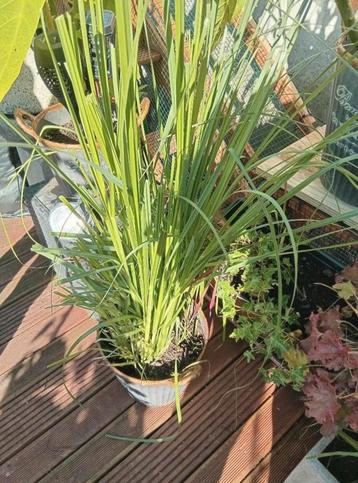 1 witte en 1 roze  pampagras in mooie bloempotten te koop beschikbaar voor biedingen