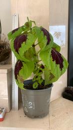 Siernetel 40cm hoog, Huis en Inrichting, Kamerplanten, Ophalen