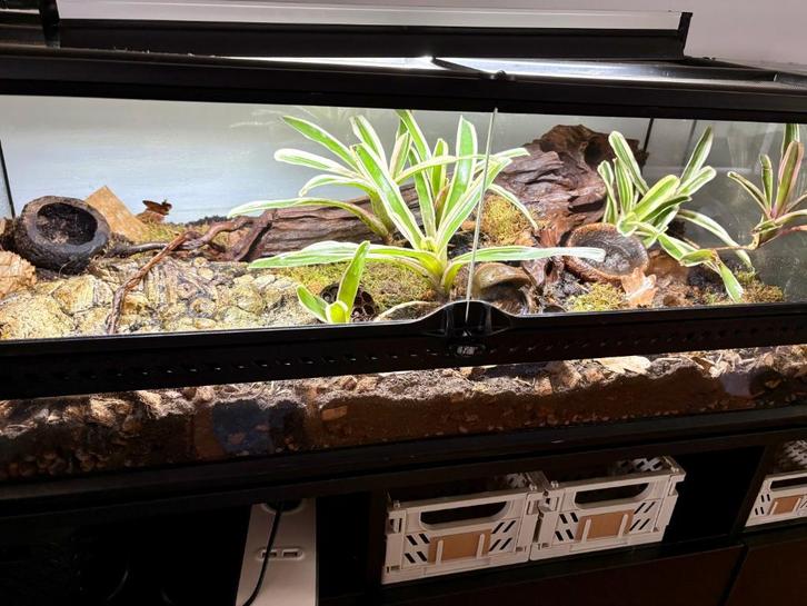 Terrarium tropical exo terra 90x45x30, Dieren en Toebehoren, Reptielen en Amfibieën | Toebehoren, Zo goed als nieuw, Terrarium of Paludarium