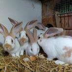 Gele vlinderkonijnen in, Meerdere dieren, Groot, 0 tot 2 jaar