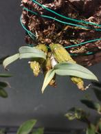 Dendrobium bellatulum, Enlèvement