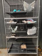 Half angora fretten gesteriliseerd , moeten dringend weg!, Dieren en Toebehoren, Knaagdieren en Konijnen | Toebehoren, Ophalen