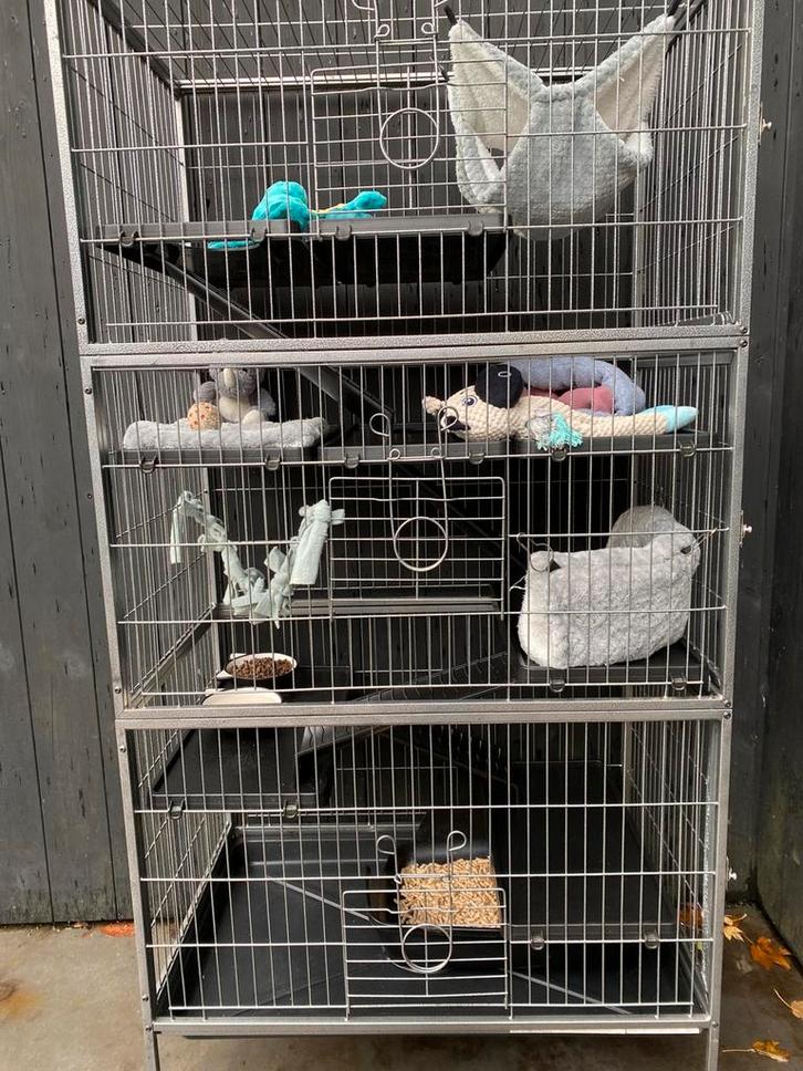 Half angora fretten gesteriliseerd , moeten dringend weg!, Dieren en Toebehoren, Knaagdieren en Konijnen | Toebehoren, Zo goed als nieuw