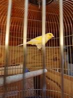 CANARIS REPRODUCTEURS QUI SIFFLENT BIEN, AVEC OU SANS CAGE, Animaux & Accessoires, Oiseaux | Canaris, Plusieurs animaux, Canari chanteur