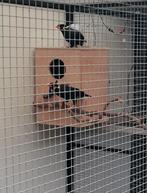 1-1 grands mainates 2022, Dieren en Toebehoren