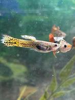 Guppy visjes te koop 1€, Dieren en Toebehoren, Vis, Zoetwatervis, Schoolvis