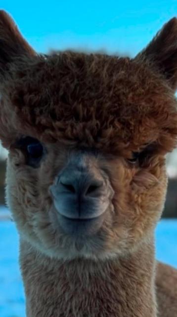 2-jarige alpaca hengst te koop