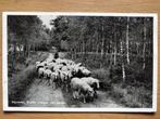Postkaart Nederland Nijverdal Kudde Schapen 4921, Verzamelen, Ophalen of Verzenden