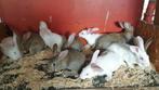 Vleeskonijnen te koop, Dieren en Toebehoren